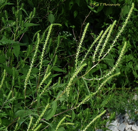 {Iva annua}